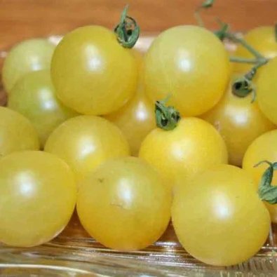 Tomate 'White Cherry'
