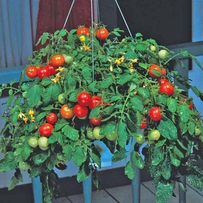 Tomate 'Tumbler Sweet'