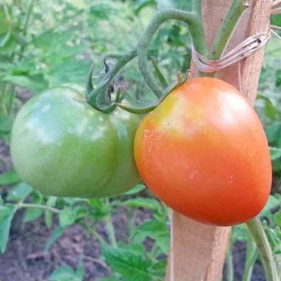 Tomate 'Calypso'
