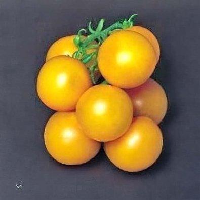 Tomate 'Ponderosa Yellow'