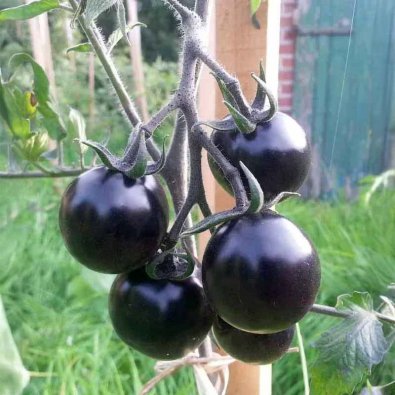 Tomate 'Indigo Rose'