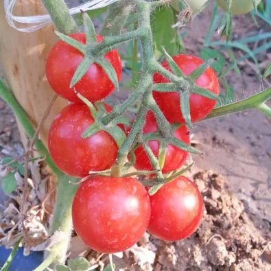 Tomate 'Drops'