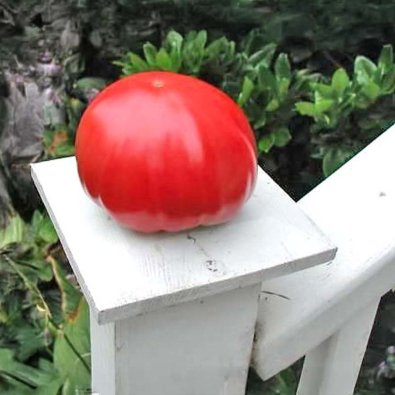 Tomate 'Gigante Johnson'