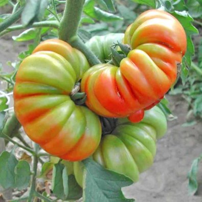 Tomate 'Costoluto di Parma'