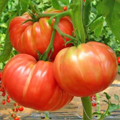 Tomate 'Belmonte'