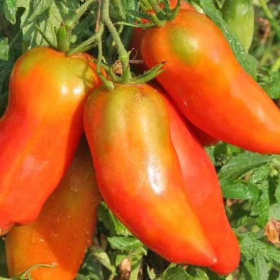 Tomate 'San Marzano Sactalone'