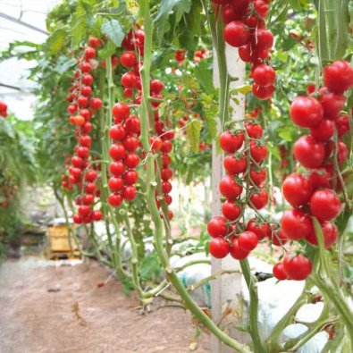 Tomate 'Terminato Ciliegia'