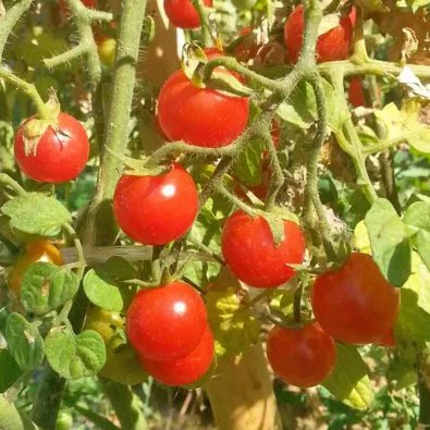 Tomate 'Ugina'