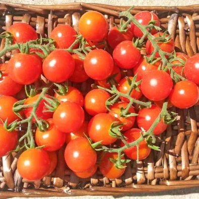 Tomate 'Ciliegia Incan'