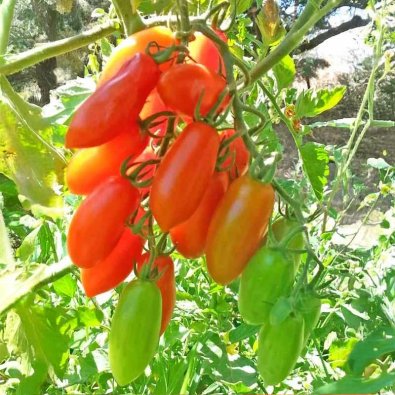 Tomate 'San Marzano Mini'