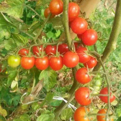 Tomate 'Schlossgarten Cherry'
