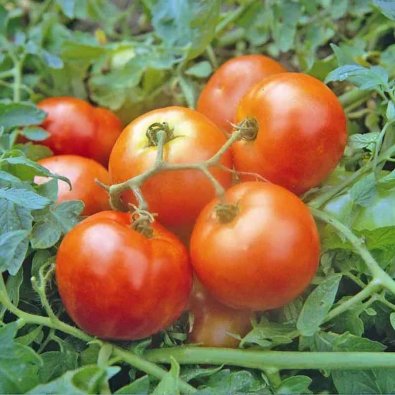 Tomate 'First in Field'