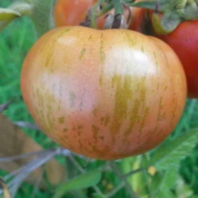 Tomate 'Red Zebra'
