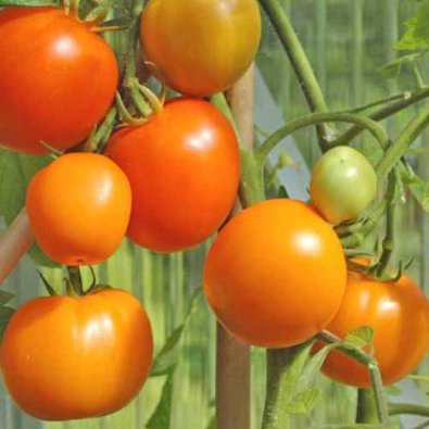 Tomate 'Zloty Ozarowski'