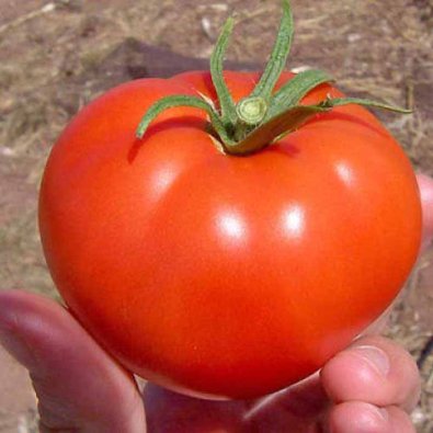 Tomate 'Balarga'