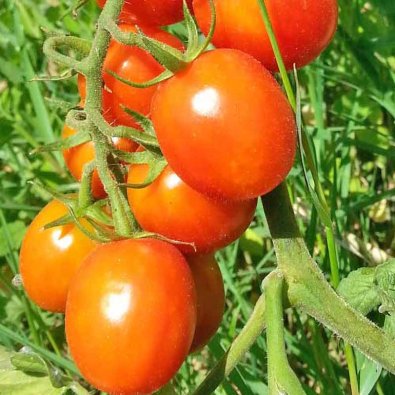 Tomate 'Mallorquin'