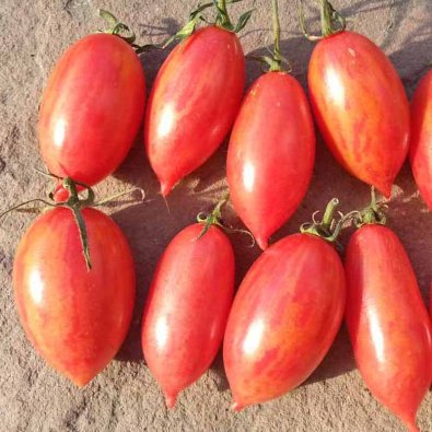 Tomate 'Artisan pink tiger'