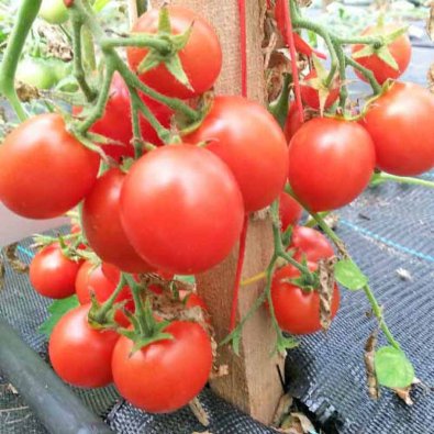Tomate 'Maskotka'