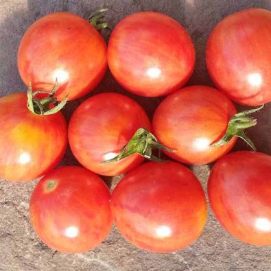 Tomate 'Artisan Pink Bumble Bee'