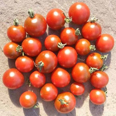 Tomate 'Garnet'