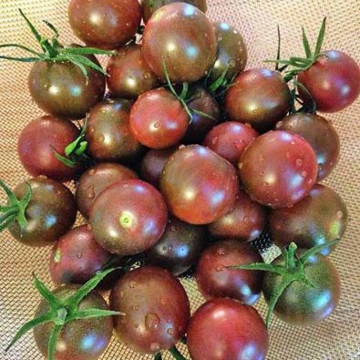 Tomate 'Chocolate Cherry'