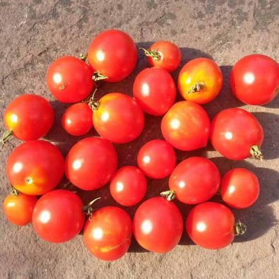 Tomate 'Red alert'