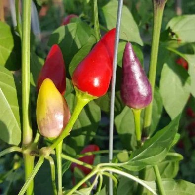 Chili 'Tennessee Teardrop'