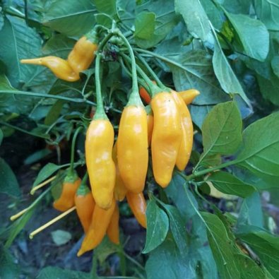 Chili 'Aji Cito'