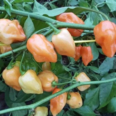 Chili 'Habanero Gelbe Zwerge'