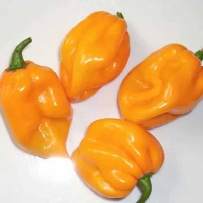 Chili 'Scotch Bonnet Yellow - Big Sun'