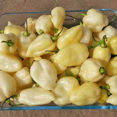 Chili 'Bhut Jolokia White'