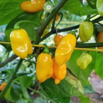 Chili 'Datil Pepper Yellow'