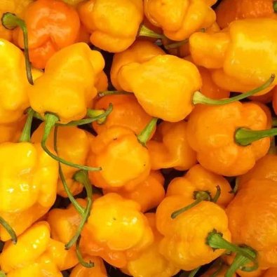 Chili '7 Pot Brainstrain Yellow'