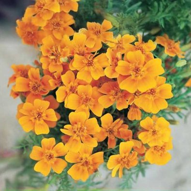 Zwergtagetes Orange