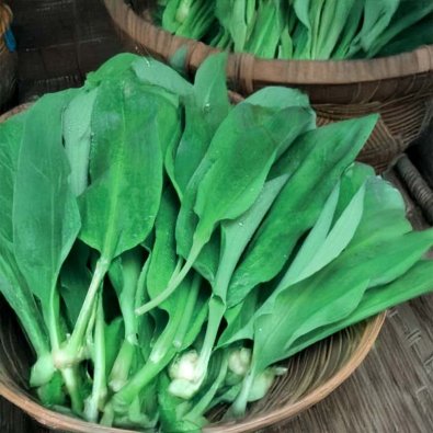 Bärlauch 'Forest Floor'