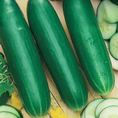 Freilandgurke 'Fatum'