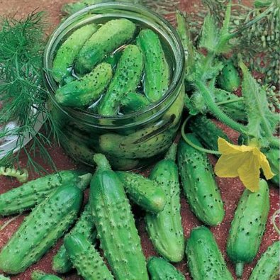 Freilandgurke 'Vorgebirgstrauben'