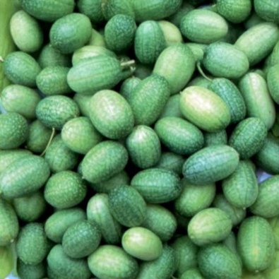 Mexikanische Minigurke 'Sandia'