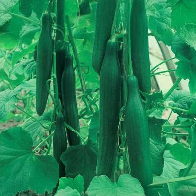 Salatgurke 'Saladin' F1