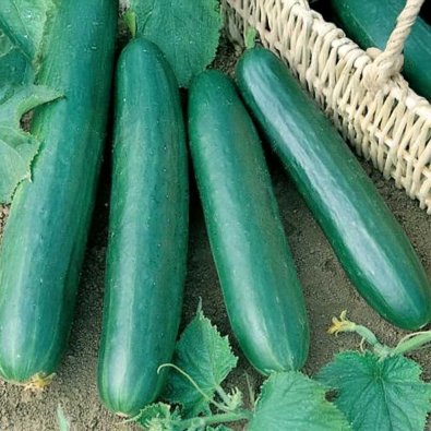 Salatgurke 'Konsa' F1
