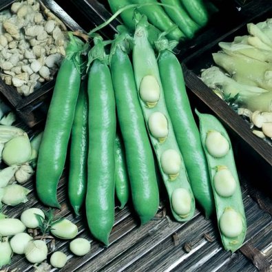 Dicke Bohne 'Dreifach Weisse'