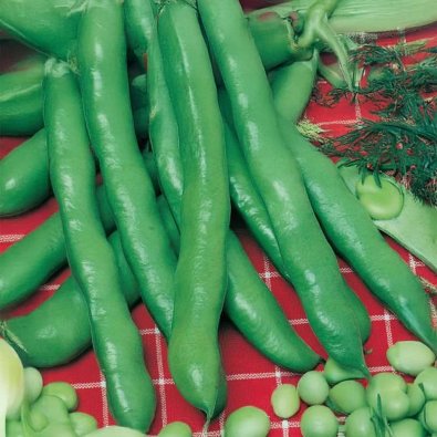 Dicke Bohne 'Hangdown Grünkernig'