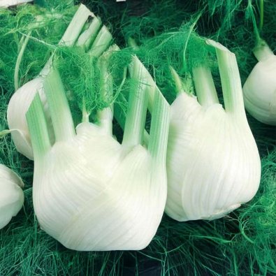 Fenchel 'Selma'