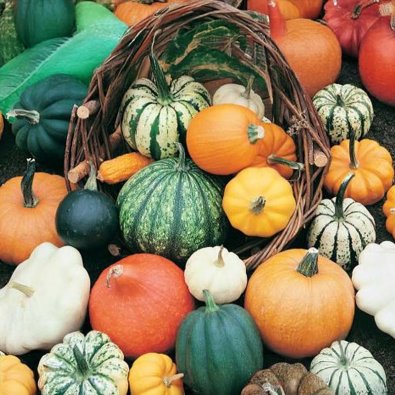 Kürbis 'Gourmet Mix'