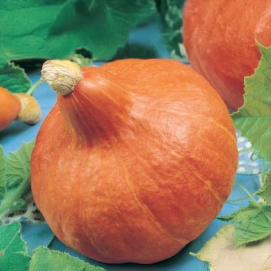 Riesenkürbis 'Uchiki Kuri'