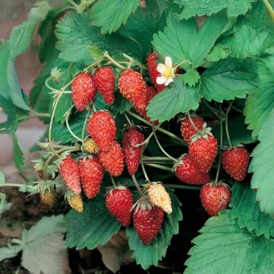 Monatserdbeere 'Monatsbowlenzauber'