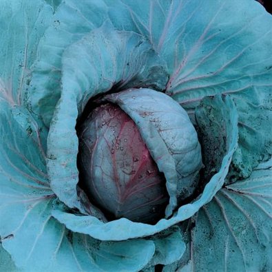 Rotkohl 'Roodkop'
