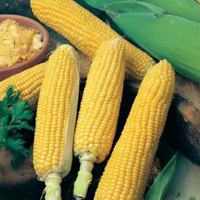 Zuckermais 'Sweet Nugget' F1