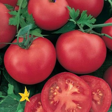 Tomate 'Tropical red' F1