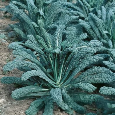 Schwarzkohl 'Nero di Toscana'